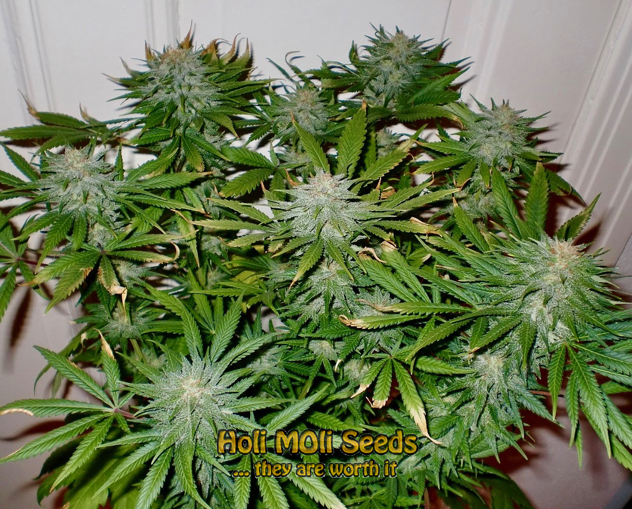 northern lights autoflower cannabis pics