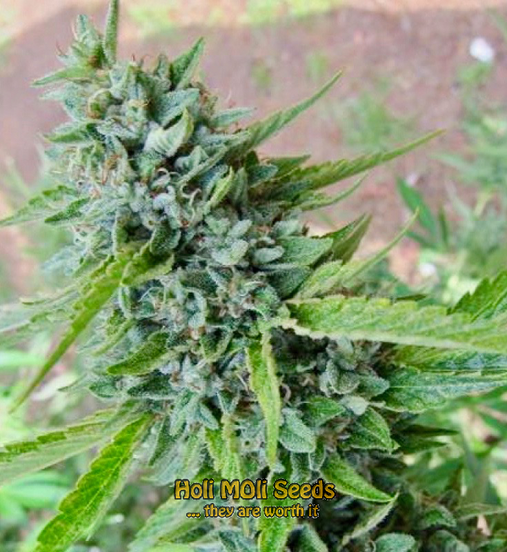 og kush autoflower cannabis pics