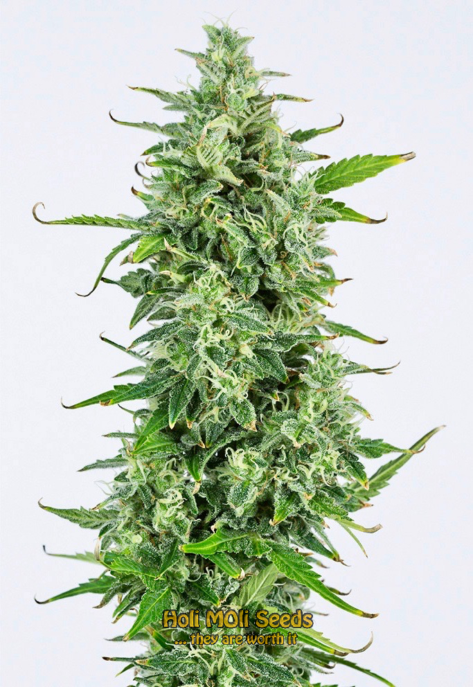 og kush autoflower cannabis pics