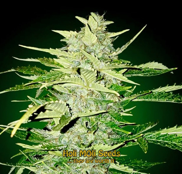 og kush autoflower cannabis pics