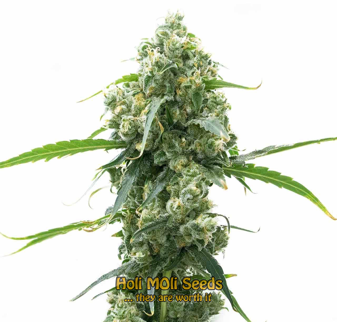 og kush autoflower cannabis pics