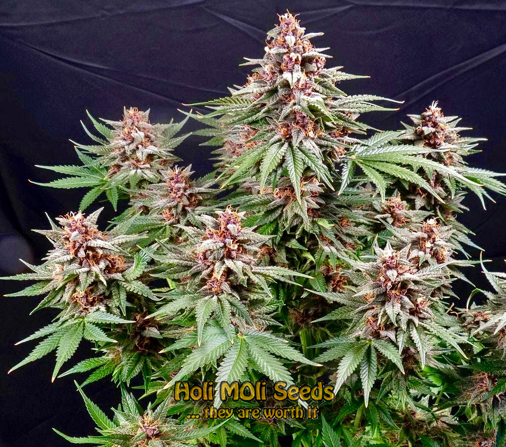 pink runtz autoflower cannabis pics