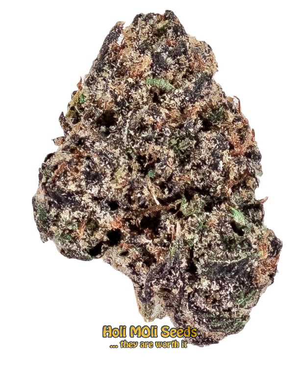 pink runtz autoflower cannabis pics