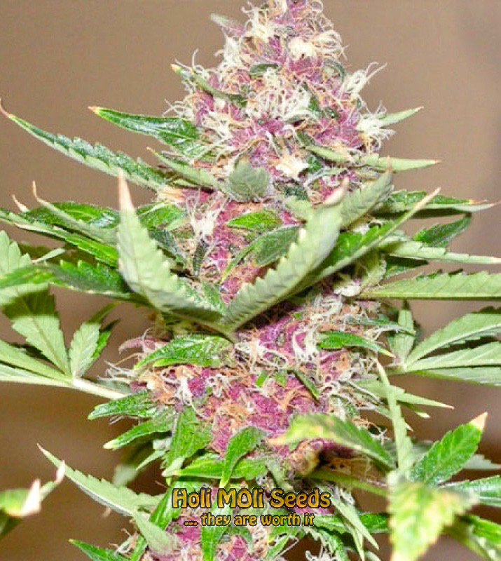 Pink Runtz Autoflower Pics - Marijuana