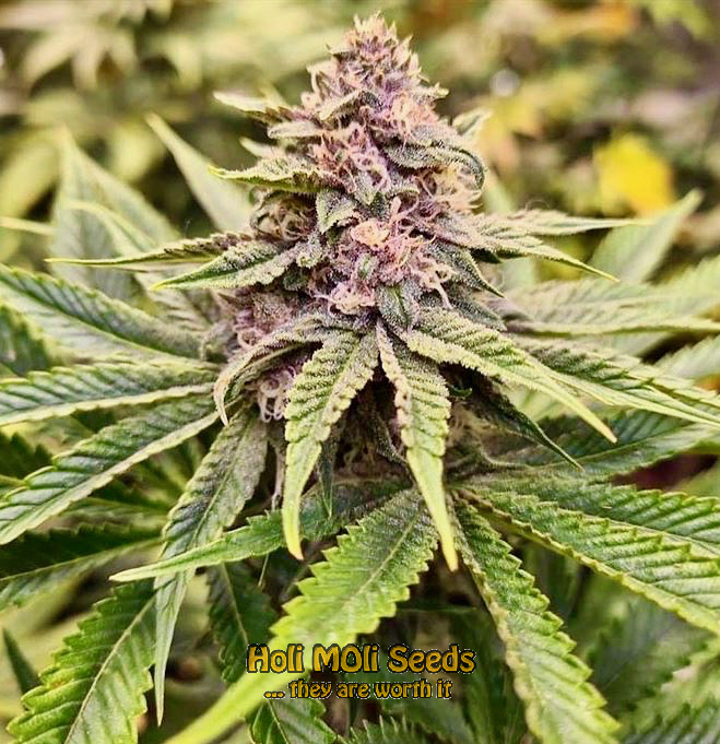 pink runtz autoflower cannabis pics