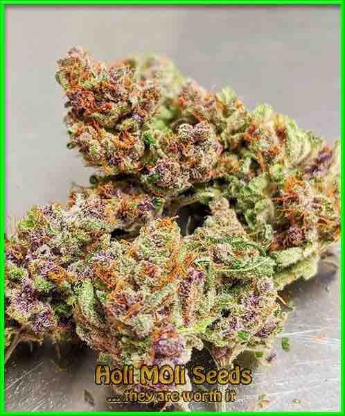 pink runtz autoflower cannabis pics