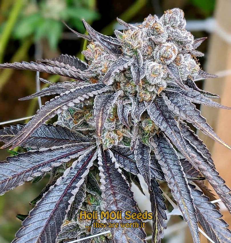 purple gelato autoflower cannabis pics