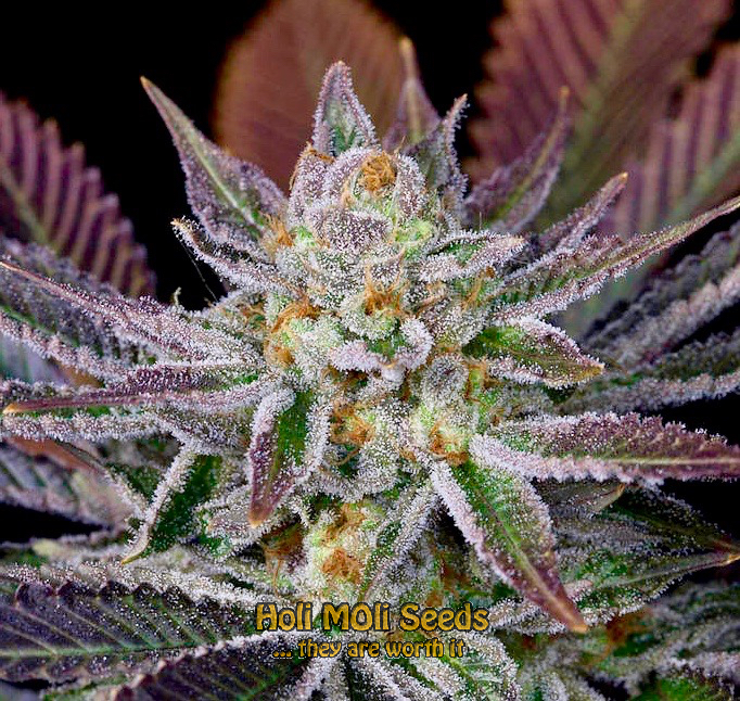 purple gelato autoflower cannabis pics