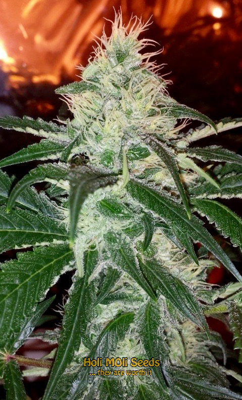 purple haze autoflower cannabis pics