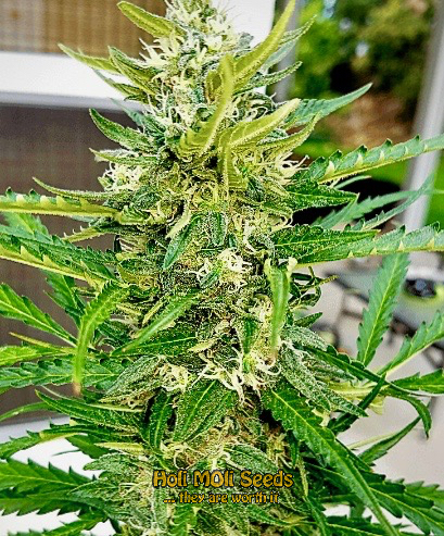 purple haze autoflower cannabis pics