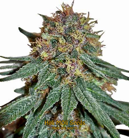 purple haze autoflower cannabis pics