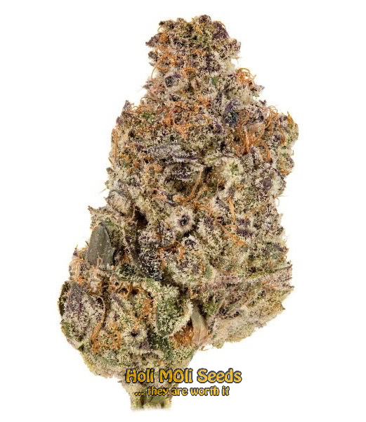 purple haze autoflower cannabis pics