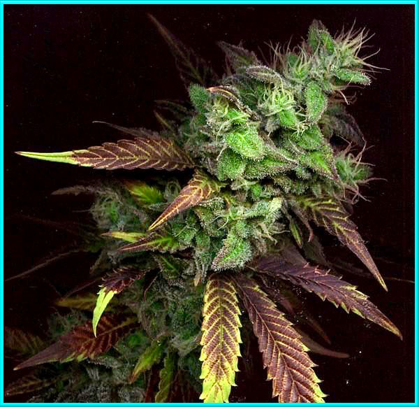 purple haze autoflower cannabis pics