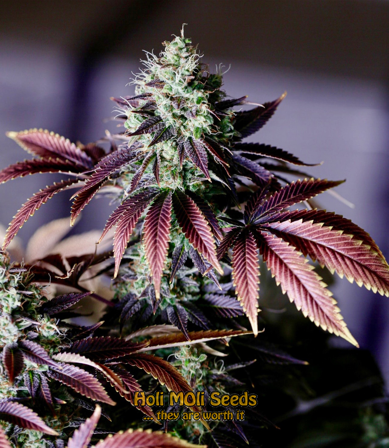 purple lemonade autoflower cannabis pics