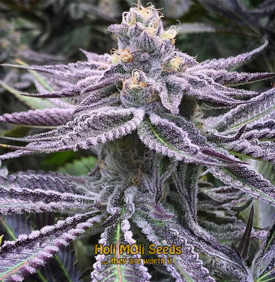 purple punch autoflower cannabis pics