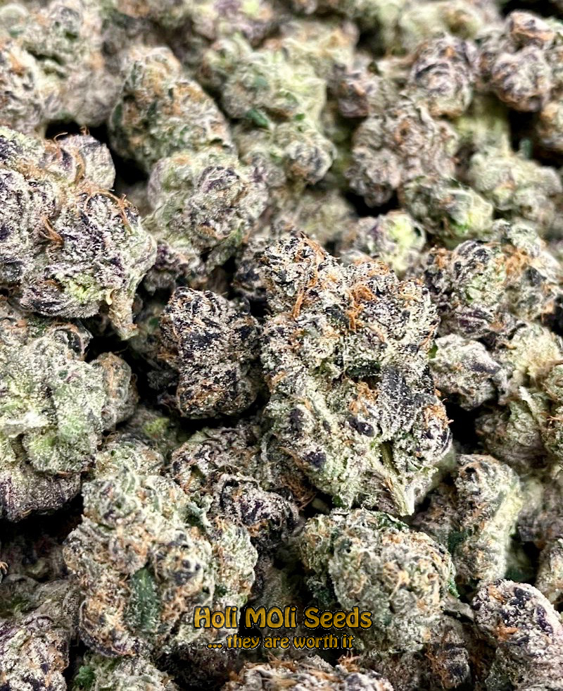 purple sunset autoflower cannabis pics