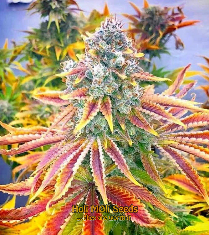 rainbow kush autoflower cannabis pics