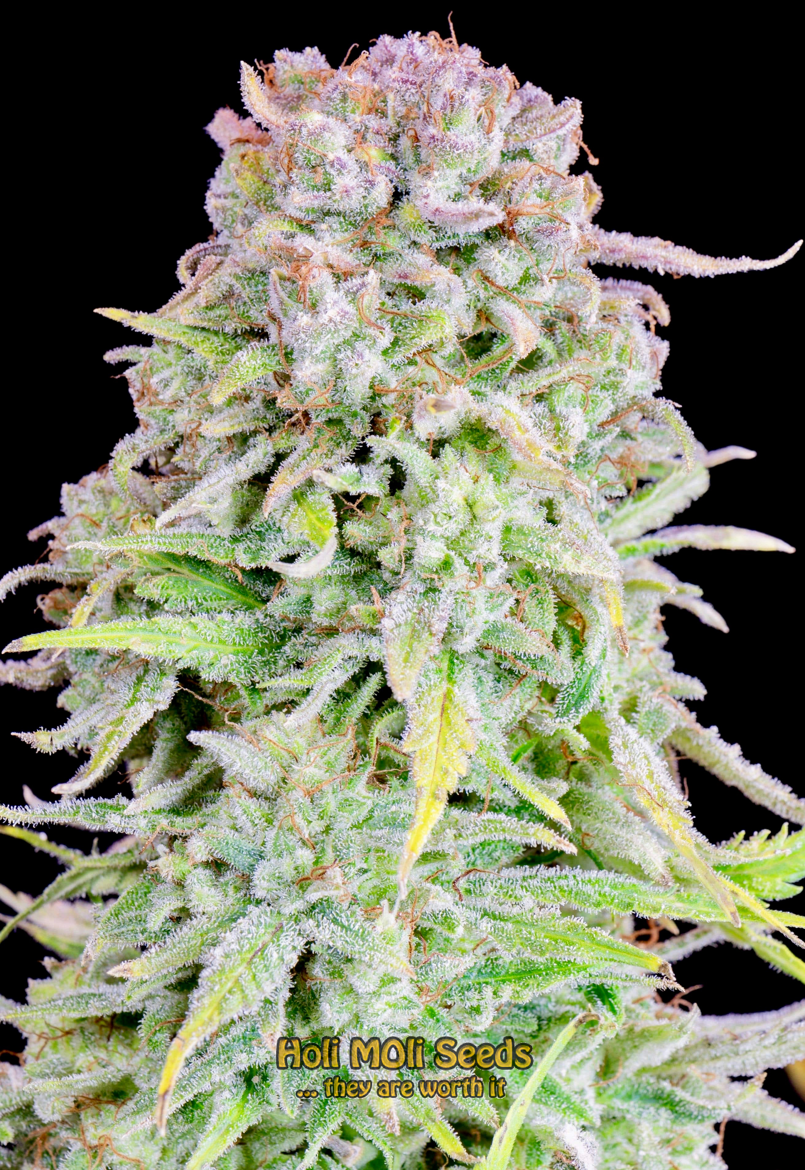 rainbow kush autoflower cannabis pics