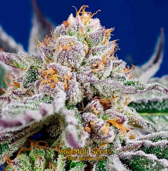 rainbow kush autoflower cannabis pics