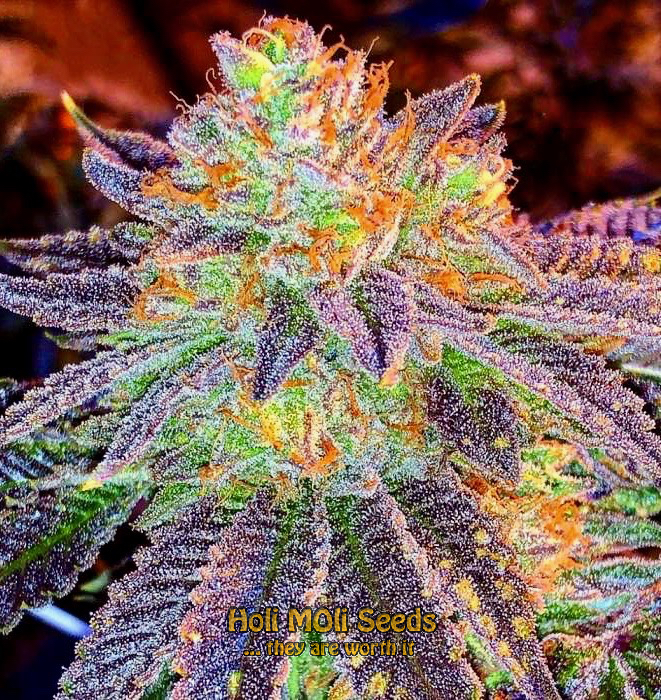 rainbow kush autoflower cannabis pics