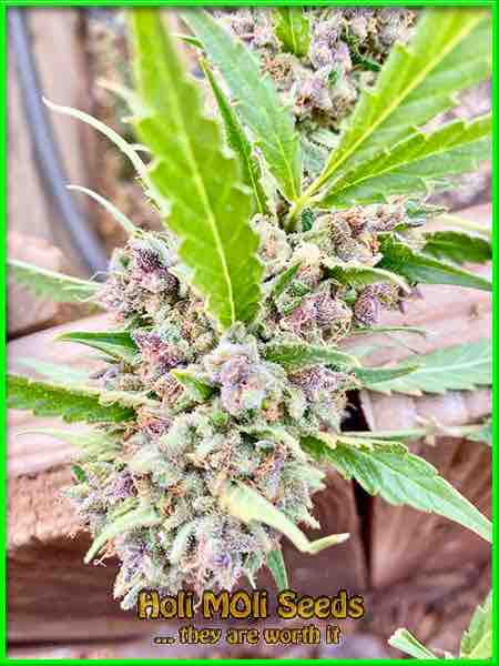 rainbow kush autoflower cannabis pics