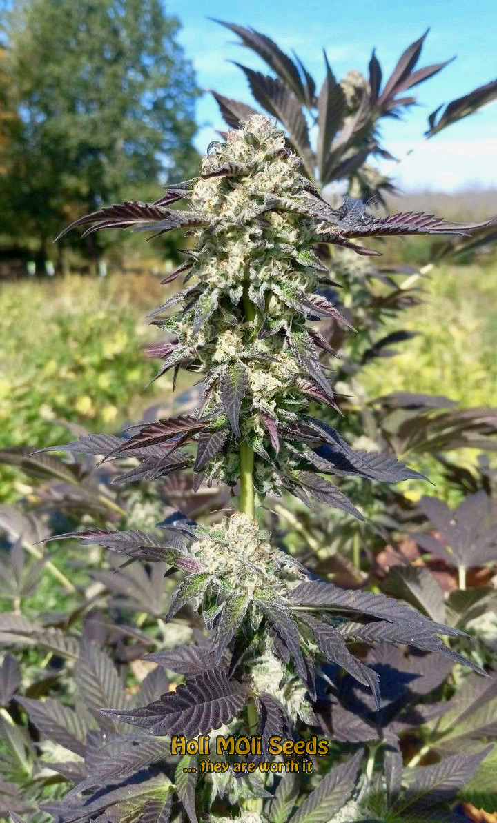 red devil autoflower cannabis pics