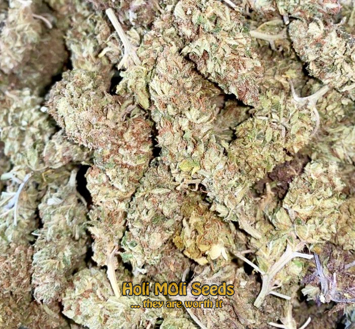 red kush autoflower cannabis pics