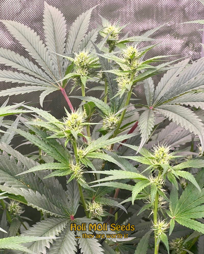 red kush autoflower cannabis pics