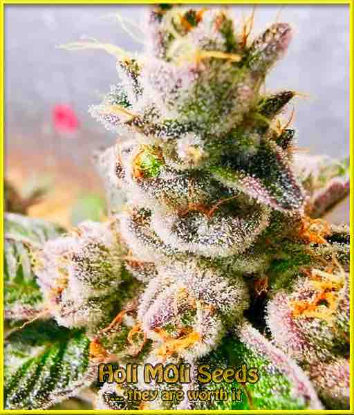 red kush autoflower cannabis pics