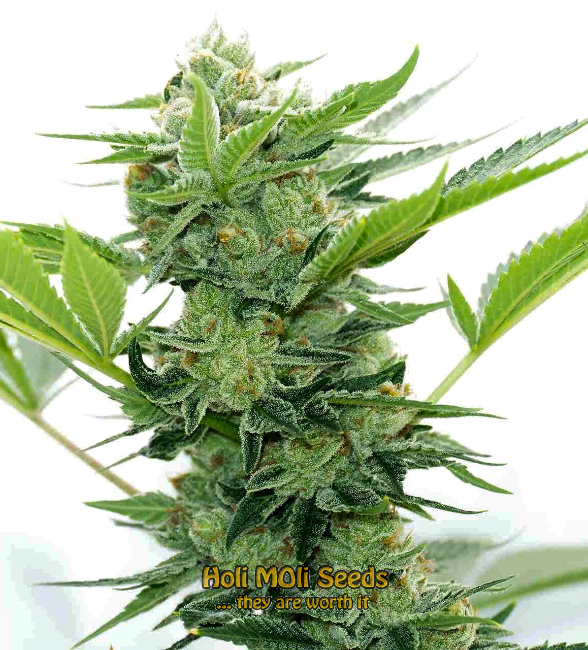 aruntz autoflower cannabis pics