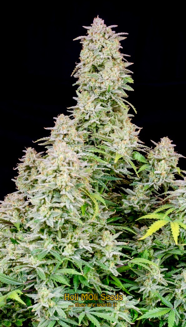 aruntz autoflower cannabis pics