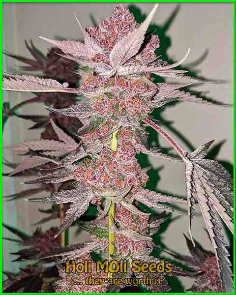 aruntz autoflower cannabis pics