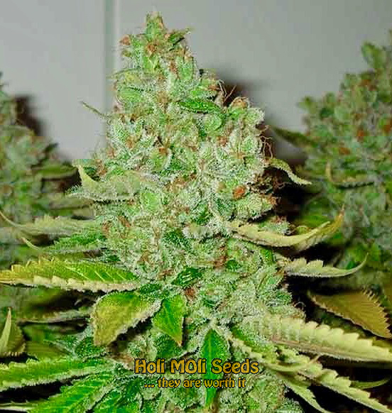 san fernando valley autoflower cannabis pics