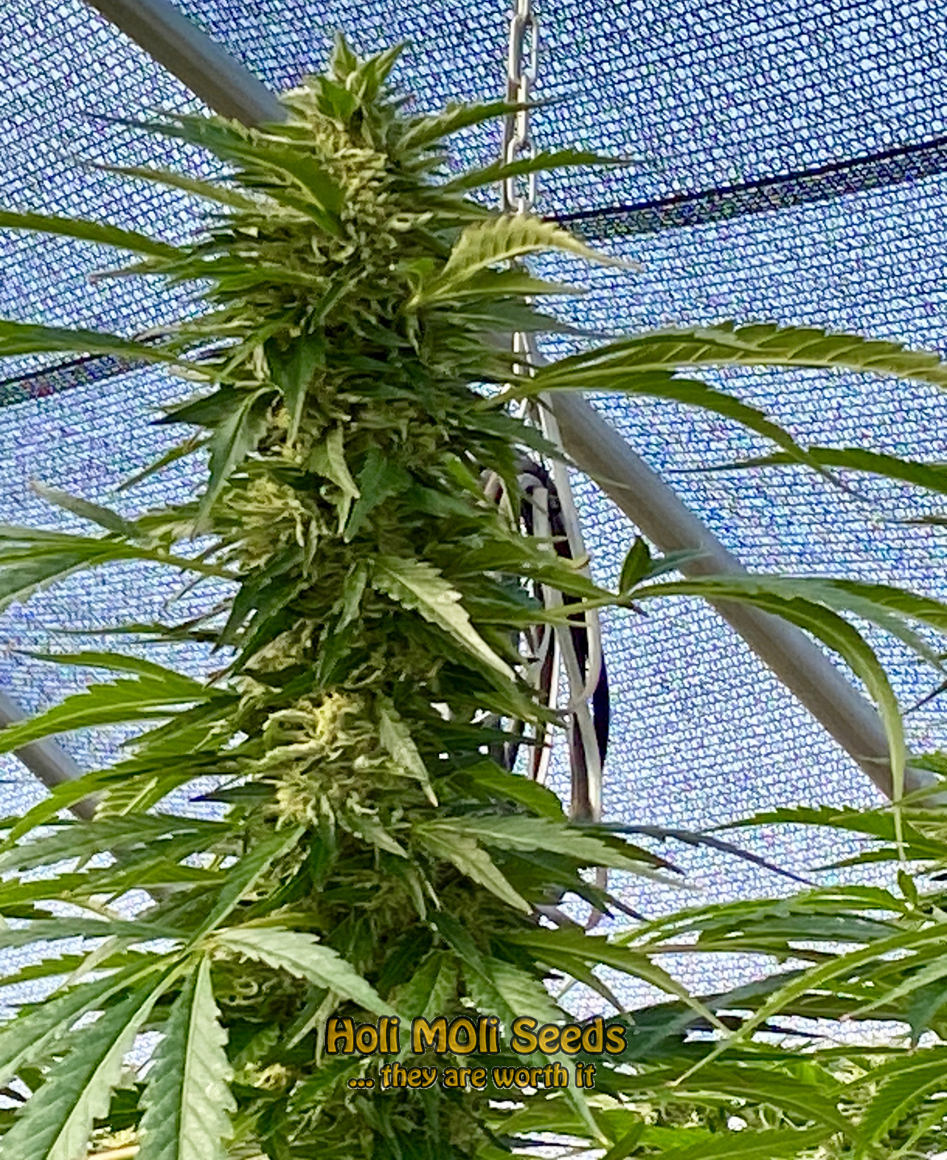 sherbet autoflower cannabis pics