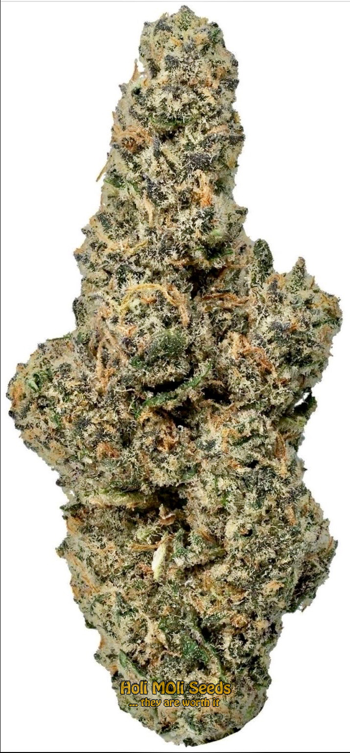 sherbet autoflower cannabis pics