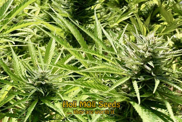 skunk-1-autoflower cannabis pics