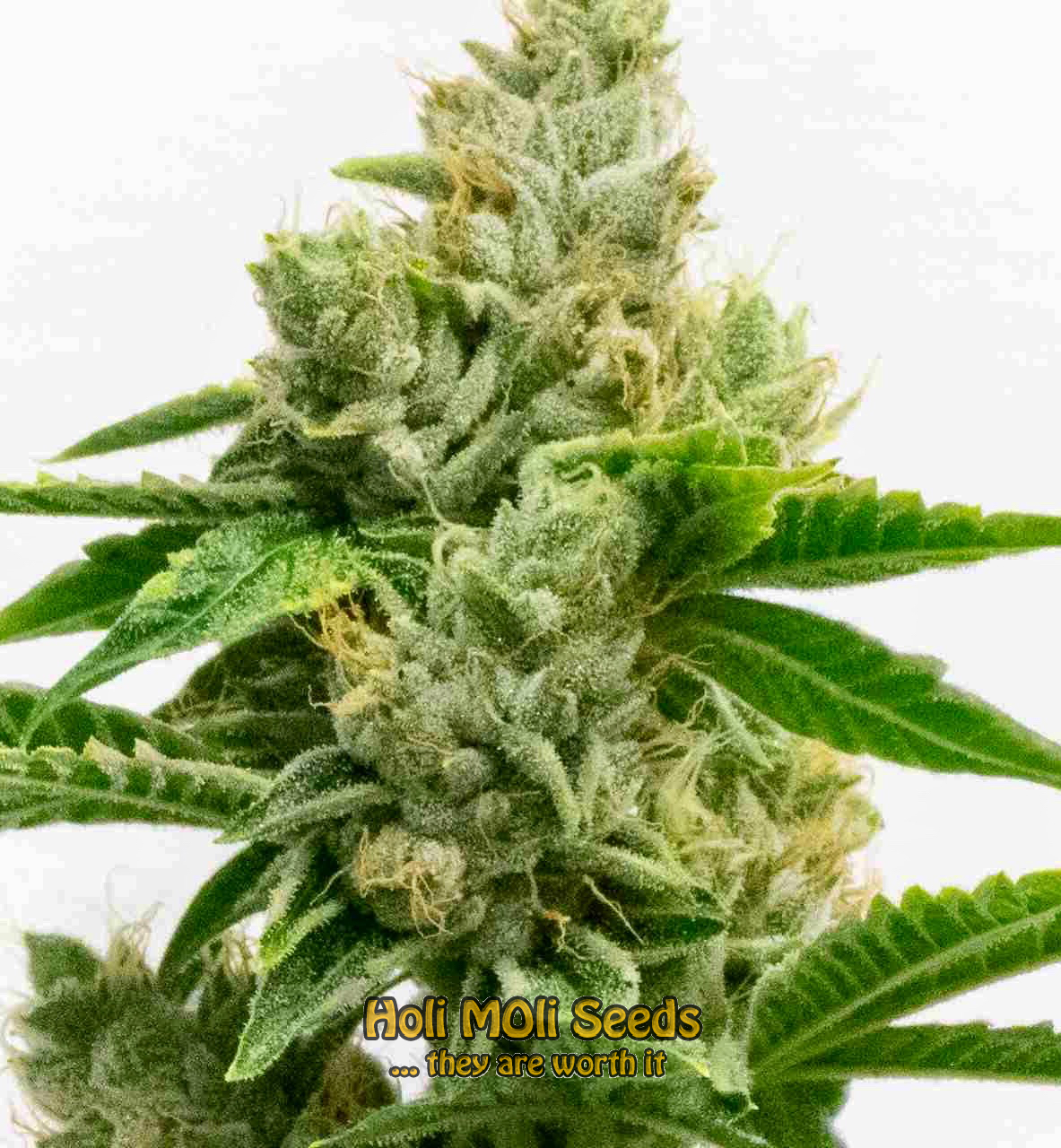 skunk-1-autoflower cannabis pics