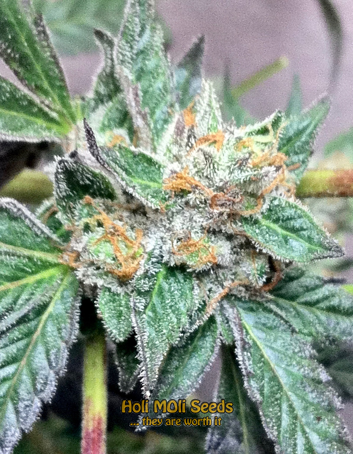 skunk-1-autoflower cannabis pics