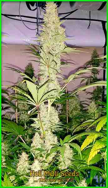 skunk-1-autoflower cannabis pics