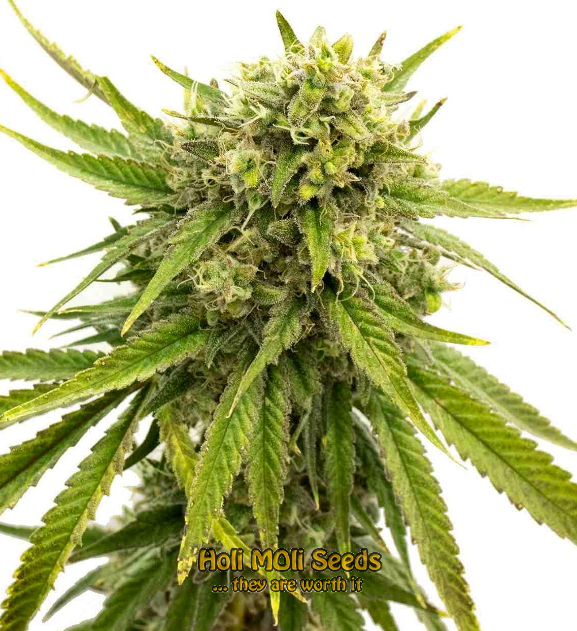 skywalker og autoflower cannabis pics