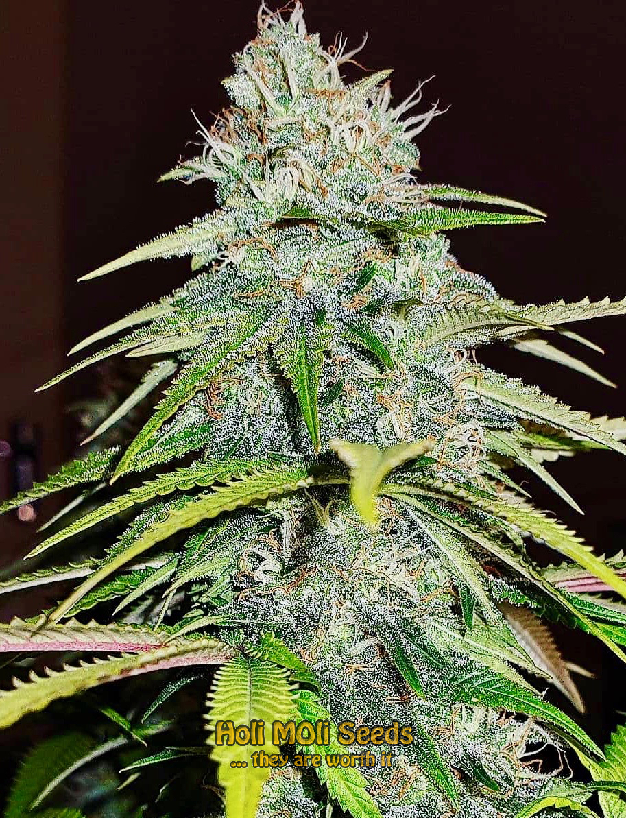 skywalker og autoflower cannabis pics