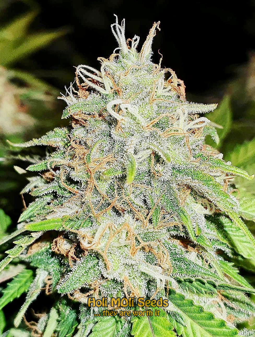 skywalker og autoflower cannabis pics