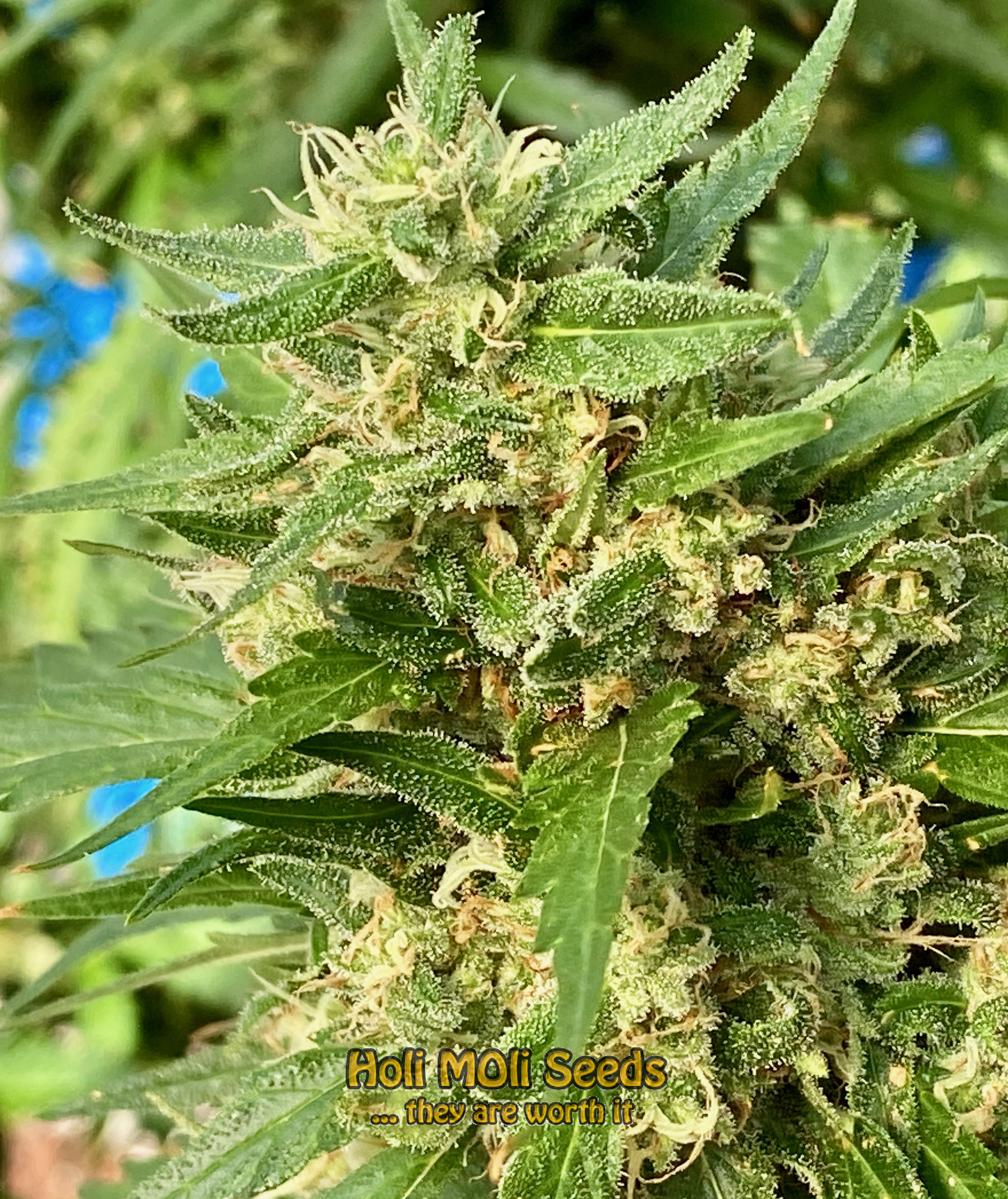 somango autoflower cannabis pics