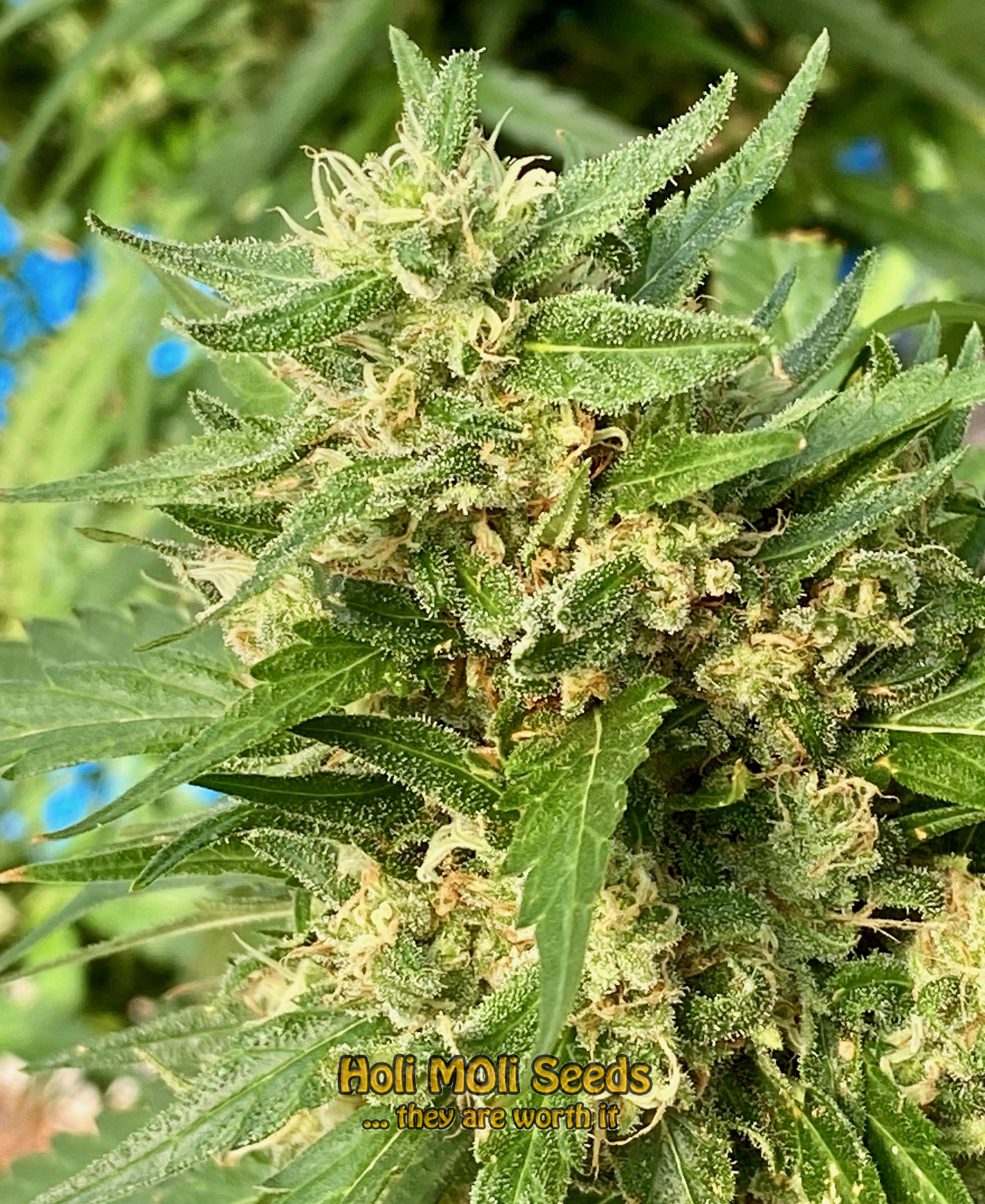 somango autoflower cannabis pics