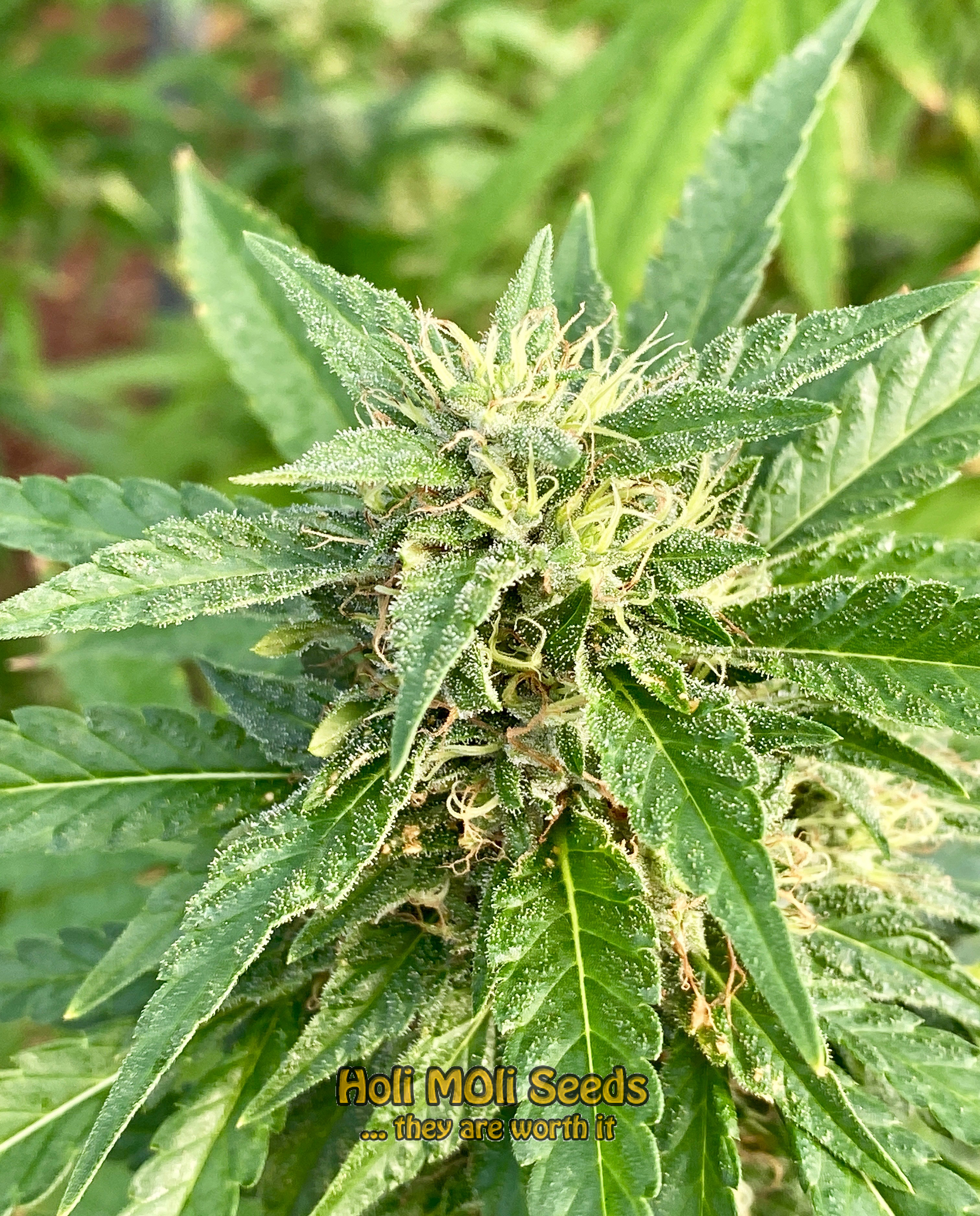 somango autoflower cannabis pics