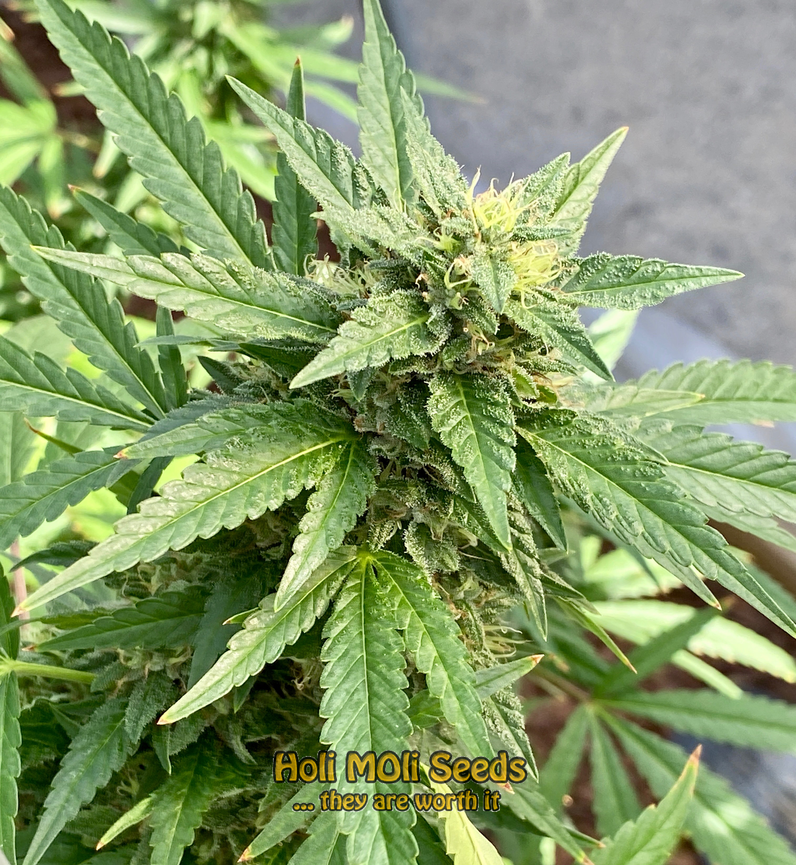 somango autoflower cannabis pics