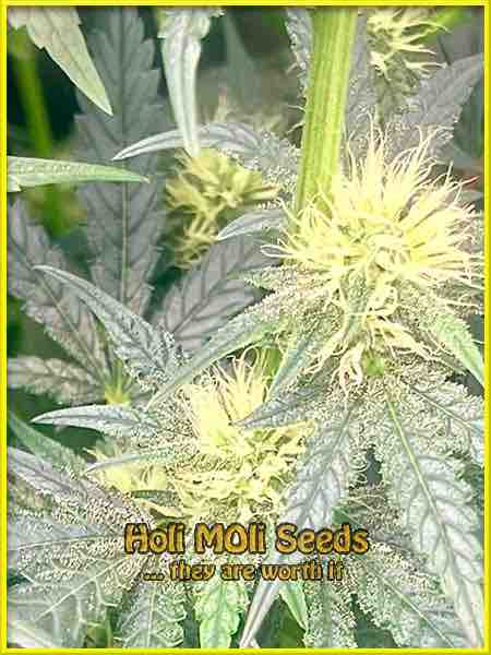 somango autoflower cannabis pics