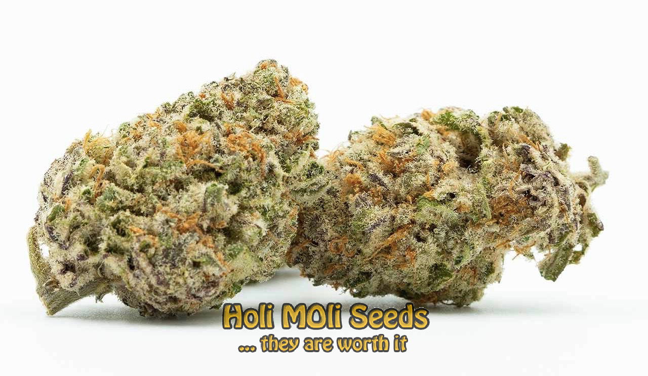 sour diesel autoflower cannabis pics