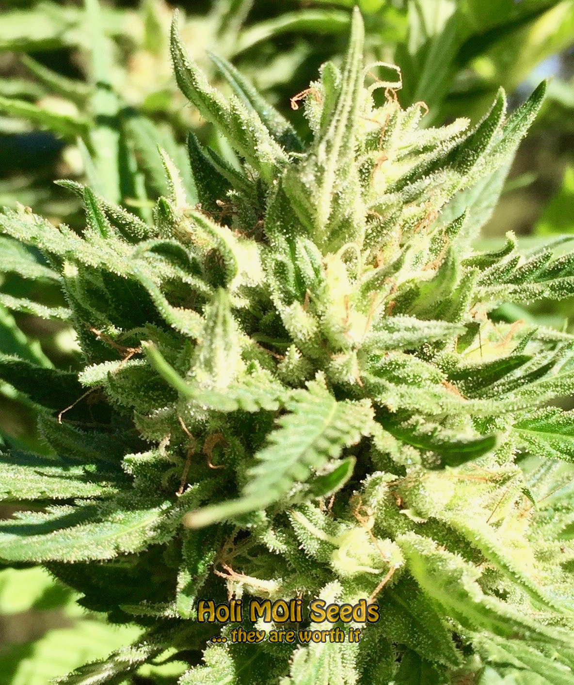 sour diesel autoflower cannabis pics