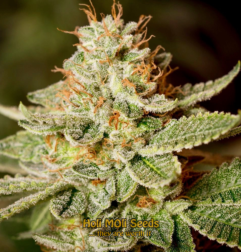 sour diesel autoflower cannabis pics